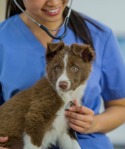 a vet holding a dog