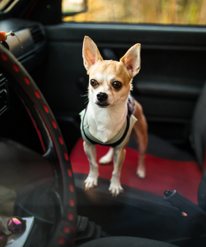 a dog standing on the driver seat of a car