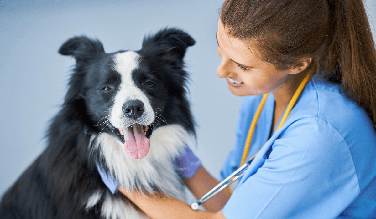 a doctor holding a dog
