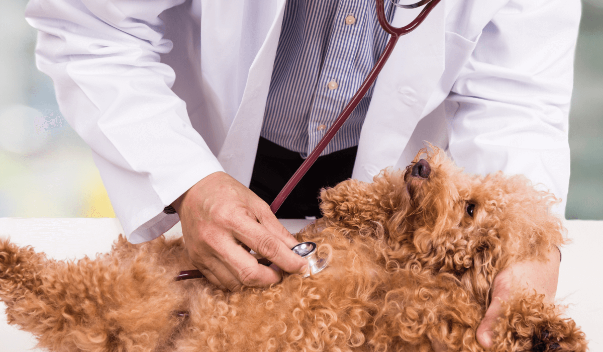 a dog being examined by a doctor