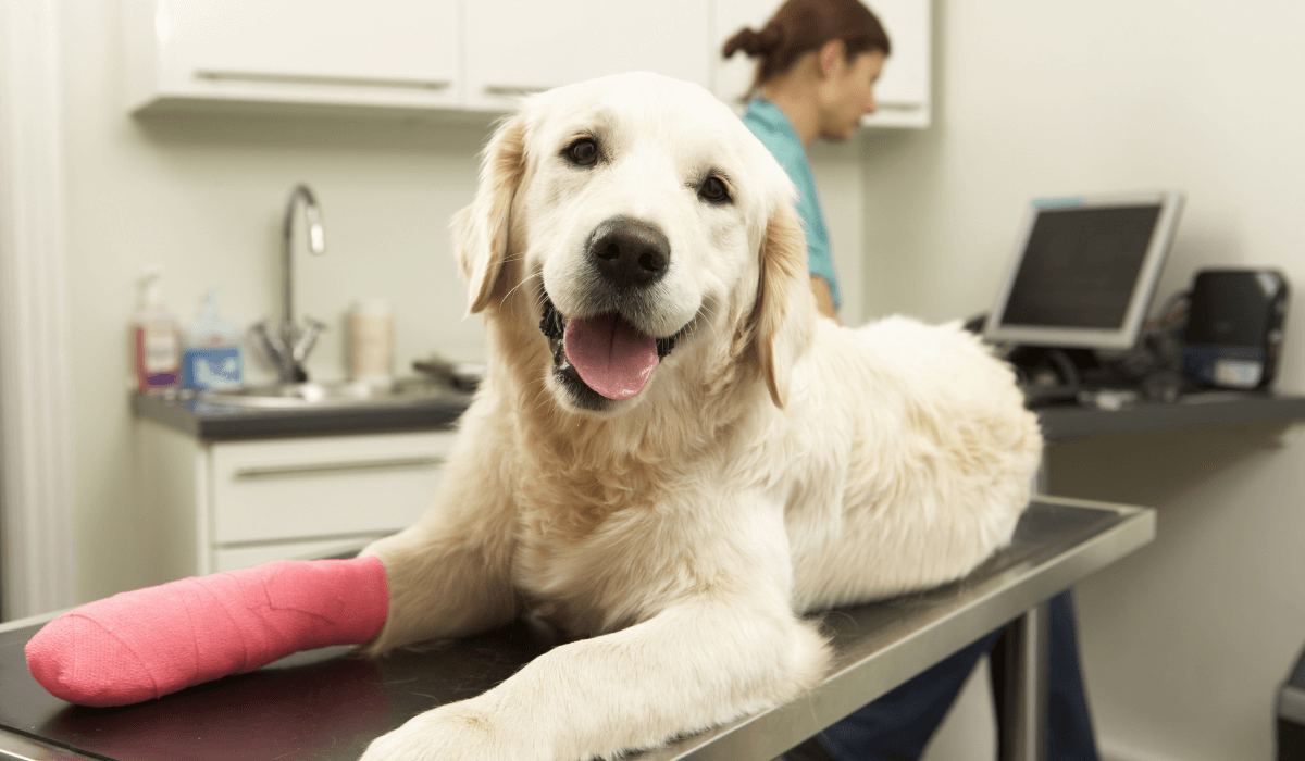 a dog with a bandaged leg on a table