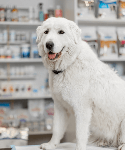 a white dog sitting in pharmacy