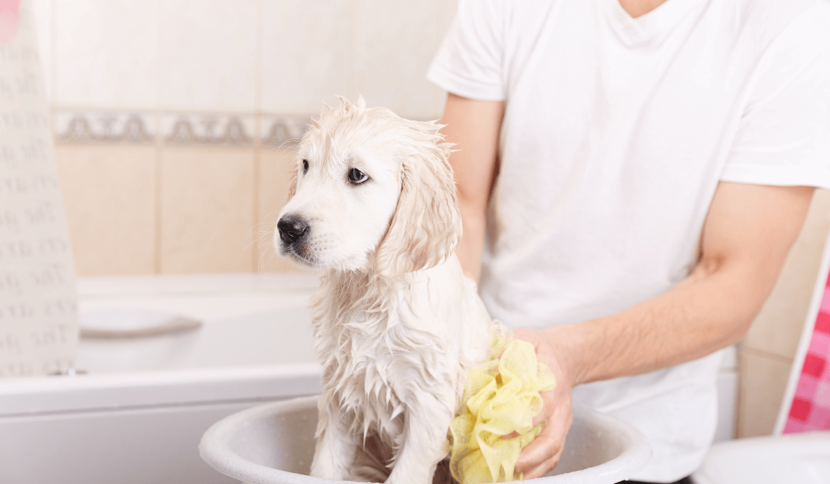 a person washing a dog