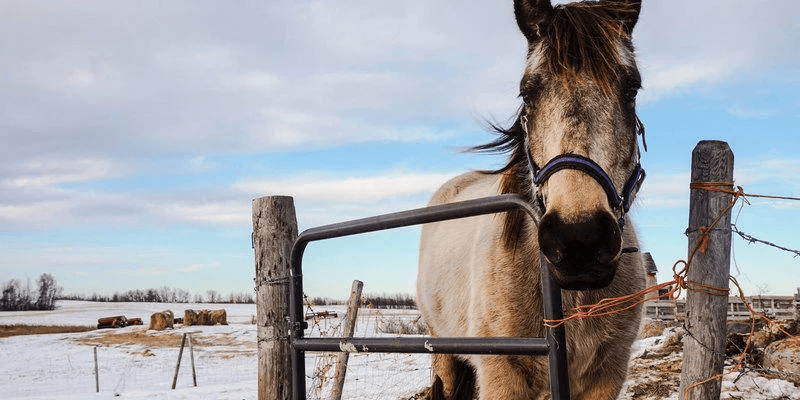 a horse standing behind a fence