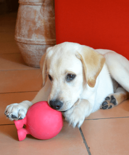 a dog biting a ball