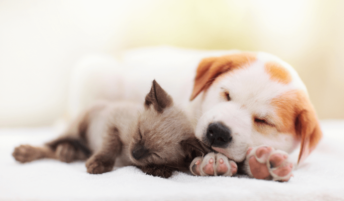a dog and kitten sleeping together